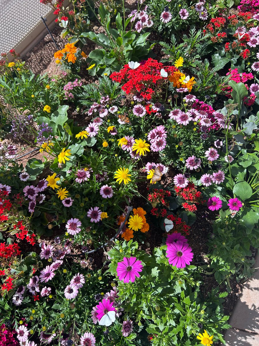 psa the desert botanical garden in scottsdale just opened its mariposa garden for the season and it is magic 🦋