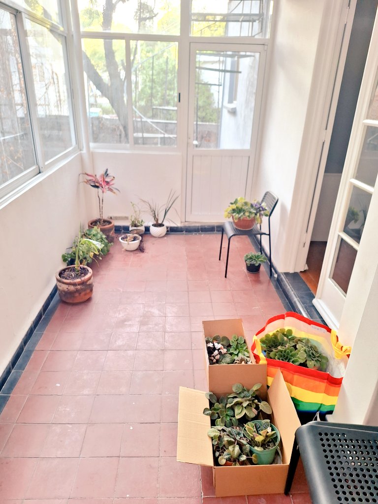therobanda's tweet photo. Llegaron las primeras habitantes de @casalamoira . Gracias a Luis, a Mariana y a su tío... 🥰🥰🥰🥰

Seguimos aceptando más,  queremos ver este pasillo bien verde 🪴 https://t.co/RRMwtZ5A9C