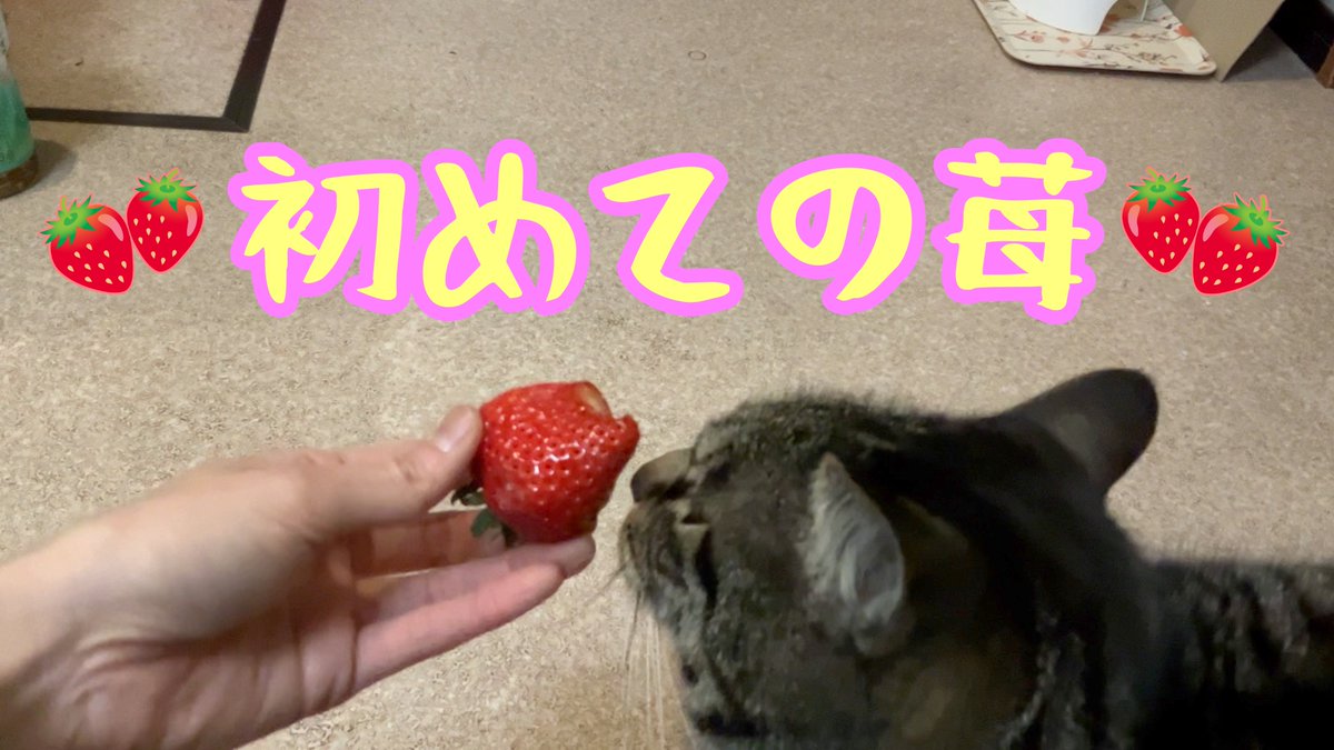 komapi_ch's tweet image. 愛猫コマ、初めての苺🍓
youtu.be/TTi2xlEK1d8

#cat #YouTube #猫のいる暮らし #猫好きさんと繋がりたい #キジトラ #イチゴ #苺
