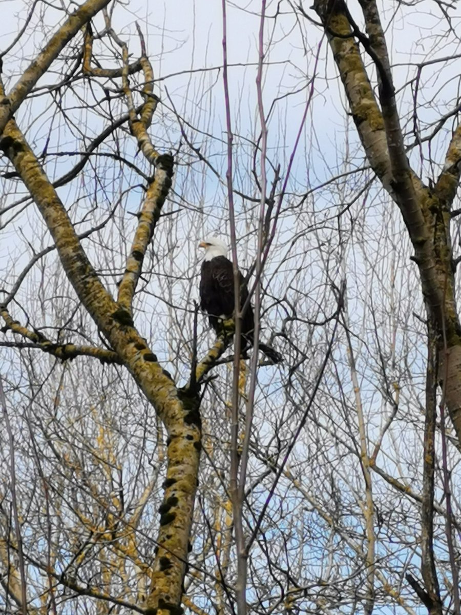 Feedingthebirds (@birdsneedluvtoo) on Twitter photo 2024-03-06 04:46:24