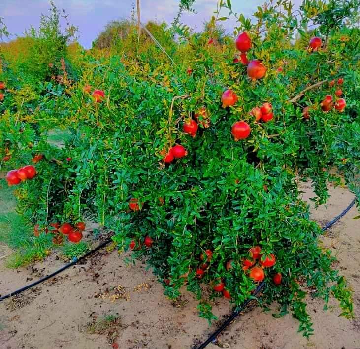 जहां घास भी नही उगती थी उन क्षेत्र में भी में ड्रिप सिस्टम से फल फूल रहे है अनार के पौधे ये सब कमाल है वैज्ञानिक तकनीकी से खेती करने का 

फोटो पश्चिमी राजस्थान का है बताना कैसा लगा यदि आपके क्षेत्र में भी पानी की कमी है तब भी आप बगीचा लगा सकते है

<a href="/DrKirodilalBJP/">Dr. Kirodi Lal Meena</a> <a href="/AjitJisl/">Ajit Jain</a>