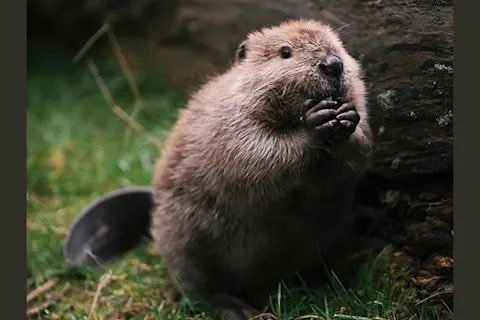 fun fact: did u know beavers are environmentalists? not only do their dams slow water down, which slows down erosion, they improve the water quality and store cold water in the summer which helps other animals habitat thrive which ultimately helps the rest of the ecosystem!