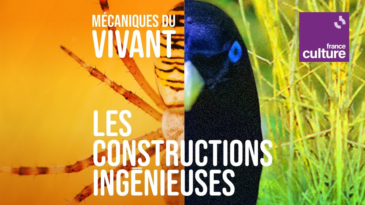 🐾 Le saviez-vous ? Des castors aux termites, les animaux sont de formidables architectes !

Abris, nids, pièges : découvrez les fascinantes constructions de la faune dans la saison 6 de “Mécaniques du vivant”, à écouter ici ➡️ l.franceculture.fr/D9o