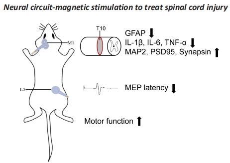 NRRNeural's tweet image. #spinalcordinjury #neuralcircuit #magneticstimulation #astrocyteactivation #motorfunction
Double-target neural circuit-magnetic stimulation improves motor function in spinal cord injury by attenuating astrocyte activation
journals.lww.com/nrronline/full…
