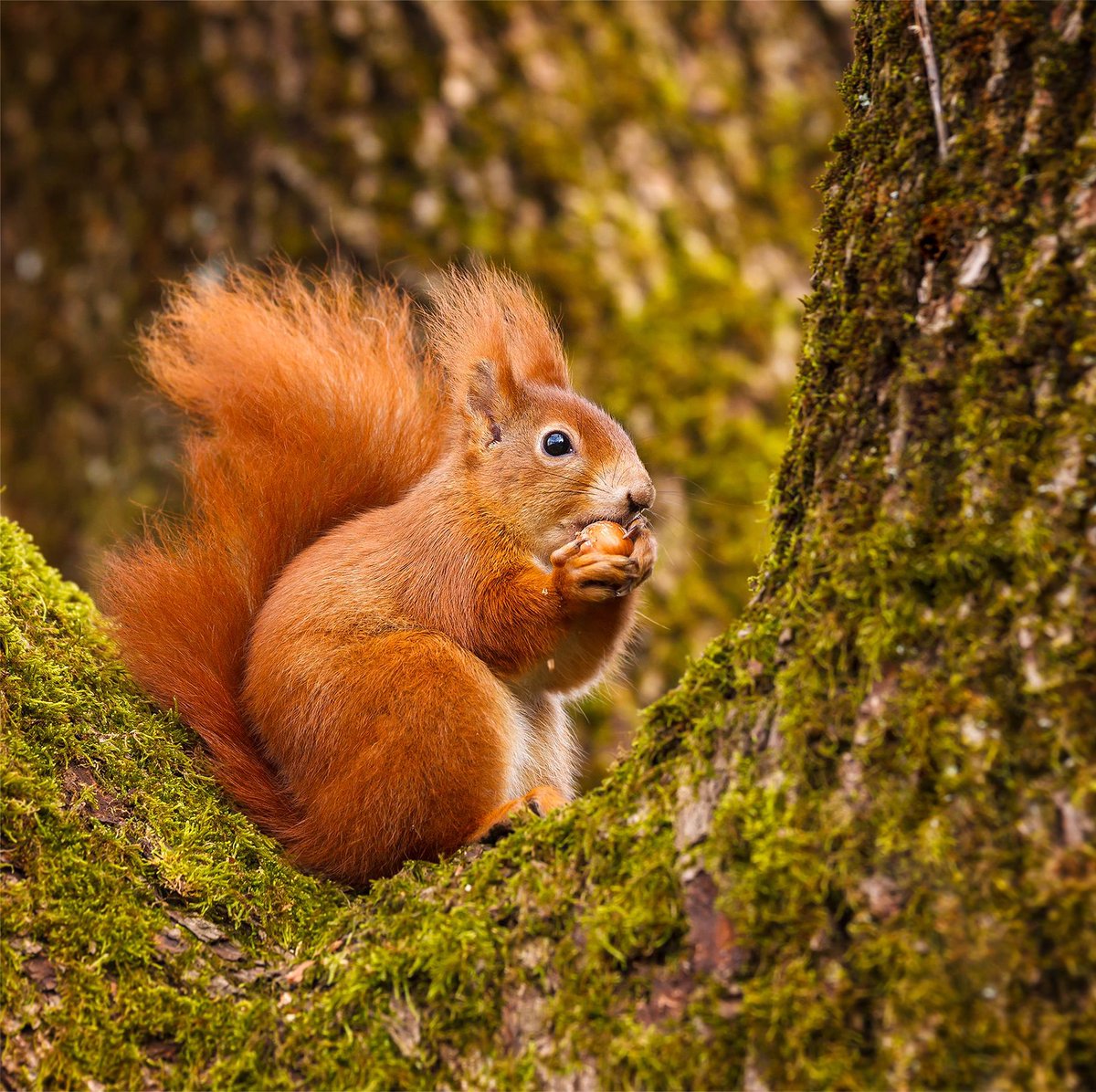 Lovely Wednesday dear friends…🌳☀️🪵🌰🐿️🧡🤎🧡

#GoodMorningEveryone 🌼 #CoffeeTime ☕️ #AnimalLovers 🧡 #BeKindAlways 🤎 #PeaceAndLove 🕊️ #PeaceForAll 🤍