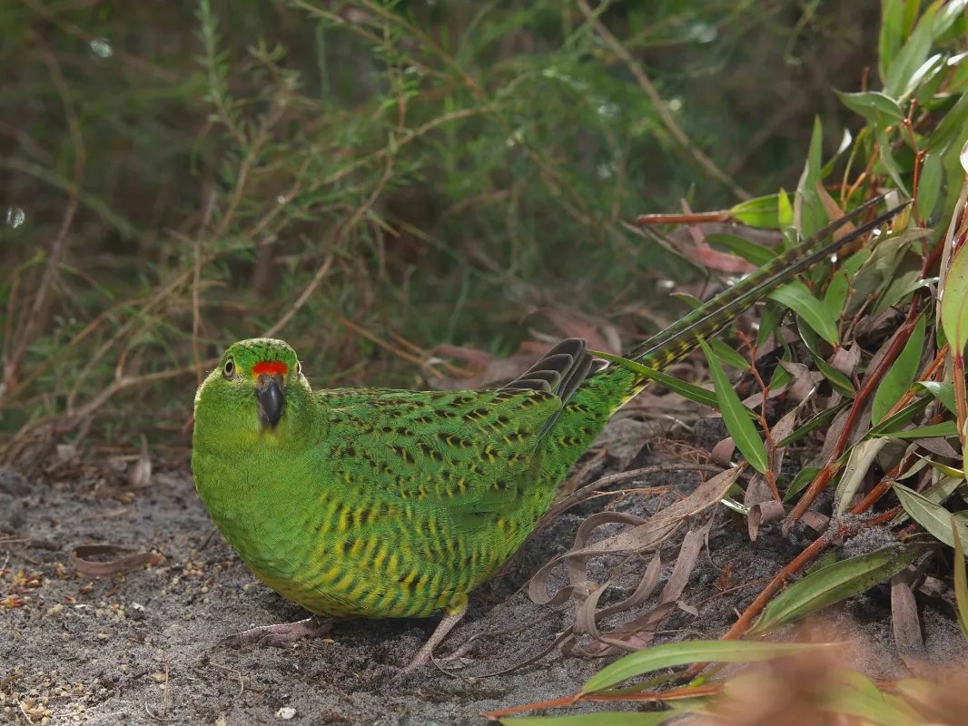 For today’s #WildlifeWednesday, one of Australia’s most threatened birds: the Western Ground Parrot (Pezoporus wallicus flaviventris). Rarely seen, there are now only 100-150 remaining in the wild, located in heathlands on the south coast of Western Australia. Pic: Alan Danks