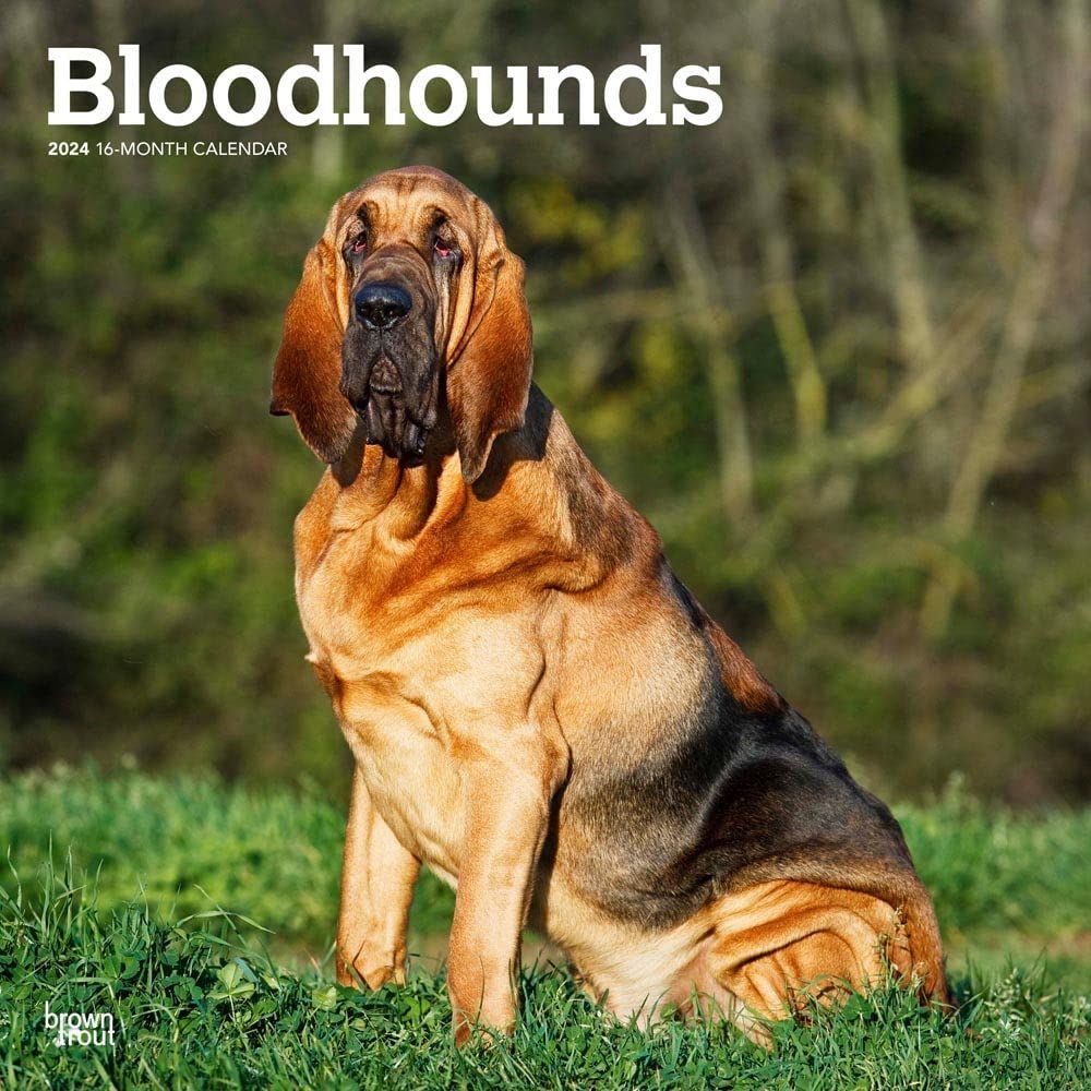 Bloodhound intelligence best sale