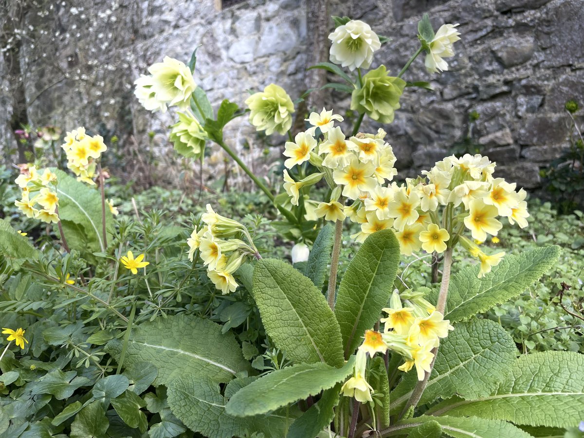 ZwartblesIE's tweet image. Today’s garden delights:
My hellebore primula bed is bursting with colour.