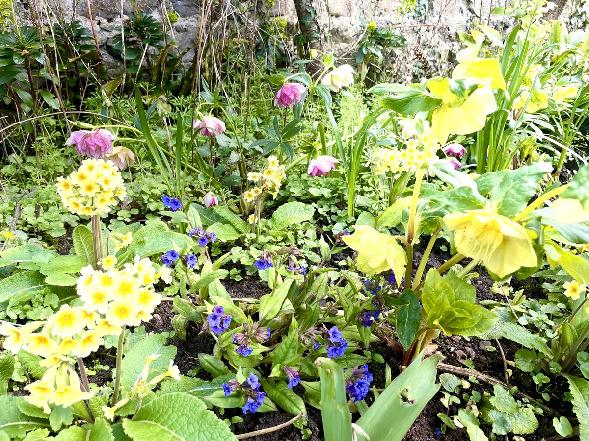 ZwartblesIE's tweet image. Today’s garden delights:
My hellebore primula bed is bursting with colour.