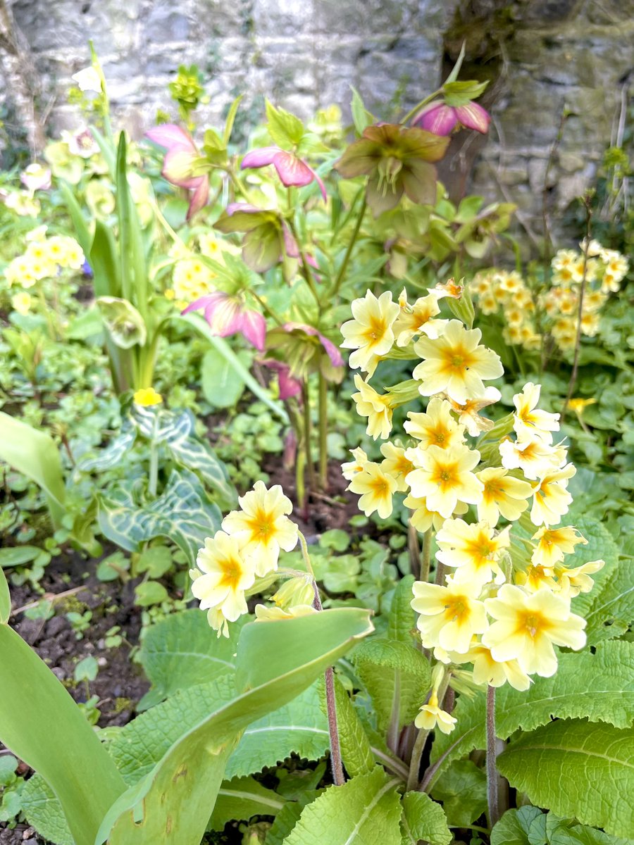 ZwartblesIE's tweet image. Today’s garden delights:
My hellebore primula bed is bursting with colour.