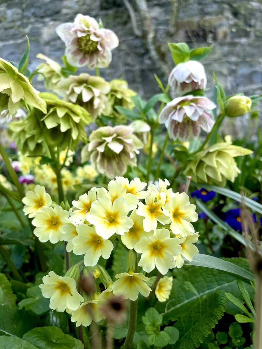 ZwartblesIE's tweet image. Today’s garden delights:
My hellebore primula bed is bursting with colour.