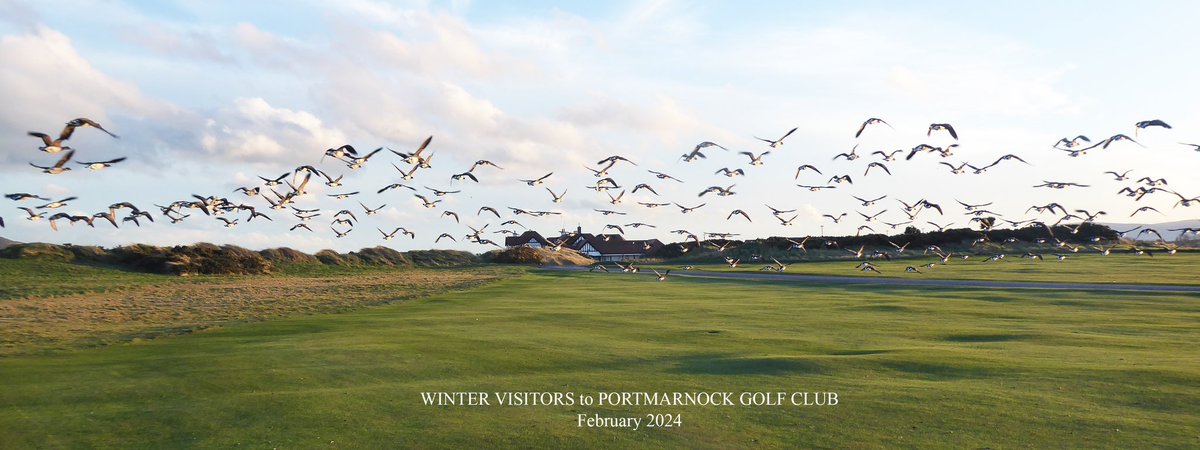 It's not just the golfers who have been enjoying our spectacular links this week ... This impressive flock of Brant Geese have flown in from the Arctic to inspect our fairways in search of a hint of spring!