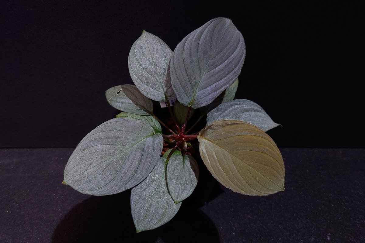 Homalomena 
