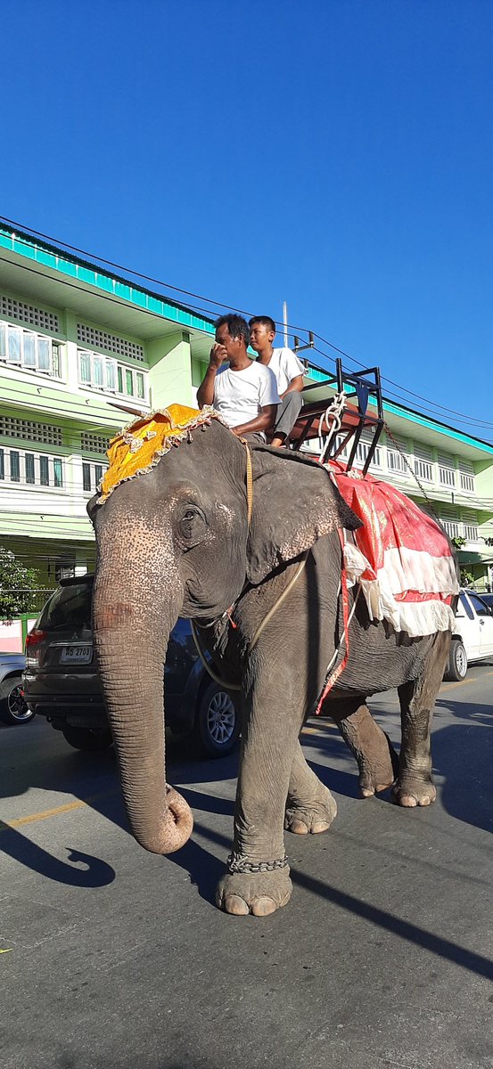 Elephant Parade to mark the opening 9th Melayu Day Festival at Yala, Thailand @krisongkhla promotes Indonesian SMEs
@Kemlu_RI
#IniDiplomasi
#RintisKemajuan
#SahabatKemlu