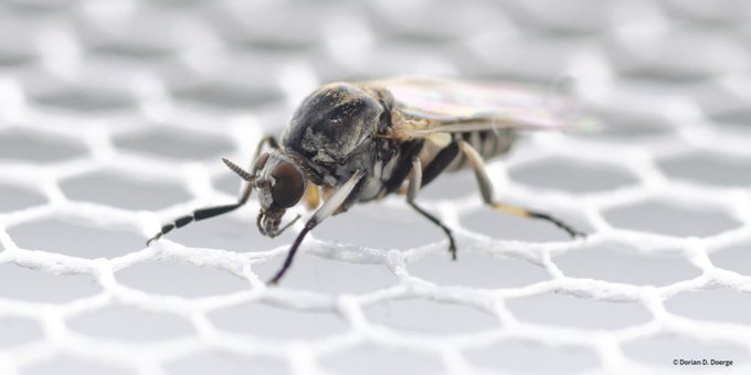 Potentially disease-transmitting black #flies, #Simuliidae, are expected to become more common in Germany in the future. Researchers from @Senckenberg & @goetheuni have modeled spatial distribution patterns across four German states. 👉sgn.one/kgg