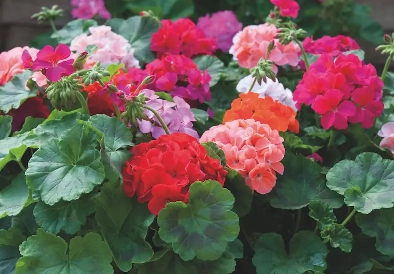 As March approaches, don't forget to top-dress overwintered pelargoniums and start watering more regularly says <a href="/MandyCanUDigIt/">Mandy Watson</a>. Love geraniums? Read our masterclass for more practical tips: 

blog.thompson-morgan.com/geraniums-mast…