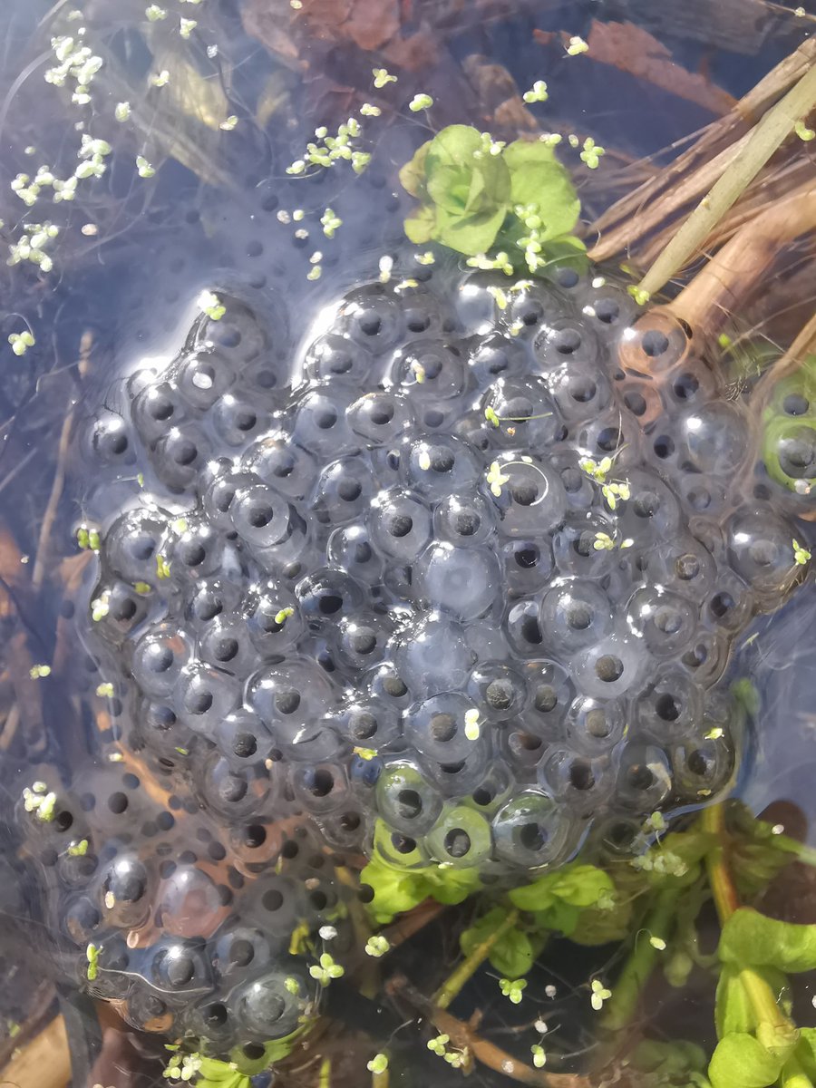 Surrey Docks Farm Wildlife tweet media