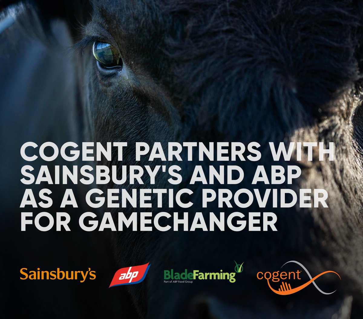 BREAKING NEWS❗️ From today, Cogent genetics are available to all Gamechanger producers! Read the official press release on cogentuk.com/news/cogent-br… and contact your local Genetics Consultant for more information. #thecogentdifference