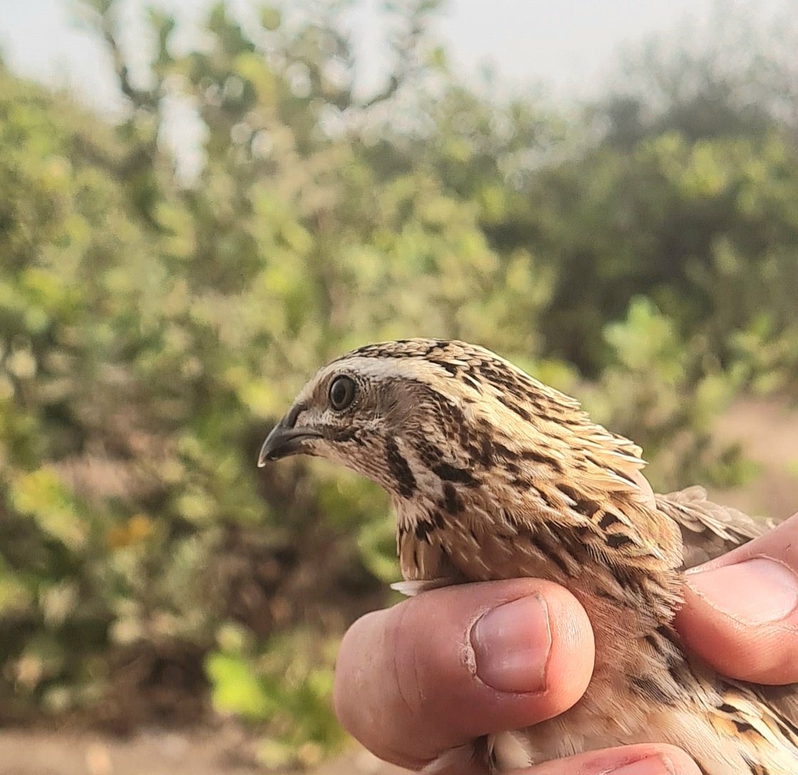 Common Quail, Coturnix coturnix. Caught and ringed at KBO this morning. Scarce in The Gambia this is the first record of this species at Kartong Bird Observatory.