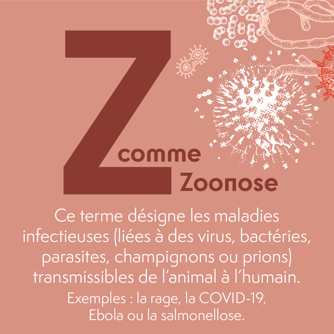 MuseeMerieux's tweet photo. 🔬Explorons le monde des Zoonoses !
Les maladies infectieuses de A…à Z. Aujourd’hui plongez dans l’univers des Zoonoses 👇
Curieux d'en savoir davantage ? Planifiez votre visite au musée pour une immersion fascinante dans la microbiologie ! https://t.co/Kmm2Gc9a4E