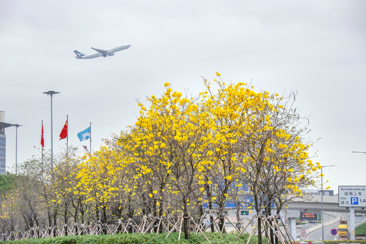 It’s the golden season for flower viewing! Come walk alongside 250+ blossoming golden trumpet trees and capture the flaxen splendour on Airport Golden Trumpet Trail. The blossoms only last for 1-2 weeks, so hurry! #hkairport #hkg #GoldenTrumpet #AirportGoldenTrumpetTrail