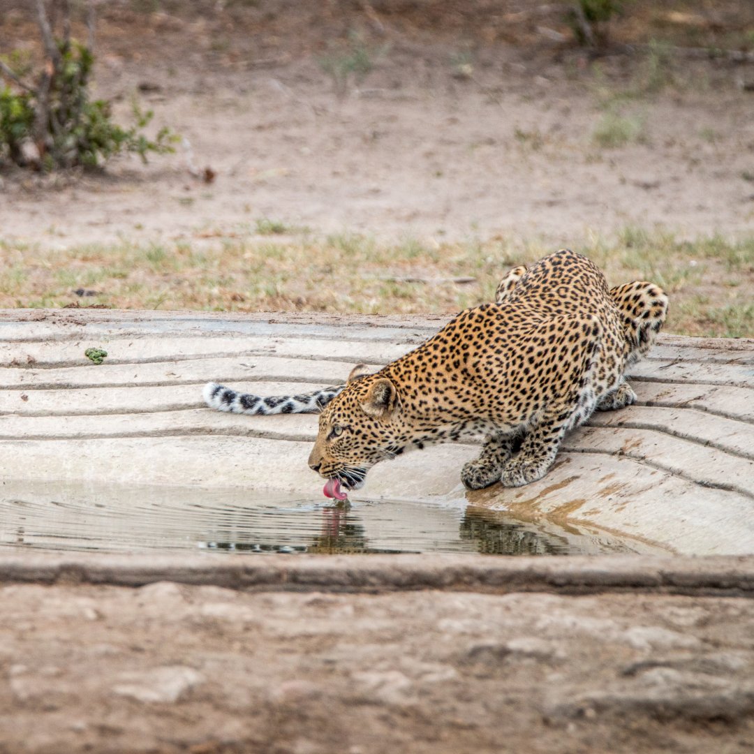 Unveil the mystery of the African wilderness with a safari journey to see the majestic leopards. 🐆✨ With Needles Lodge, every moment is a discovery in the heart of Africa's untamed beauty. #AfricanSafari #LeopardConservation #WildlifeAdventure #NeedlesLodge #ExploreAfrica