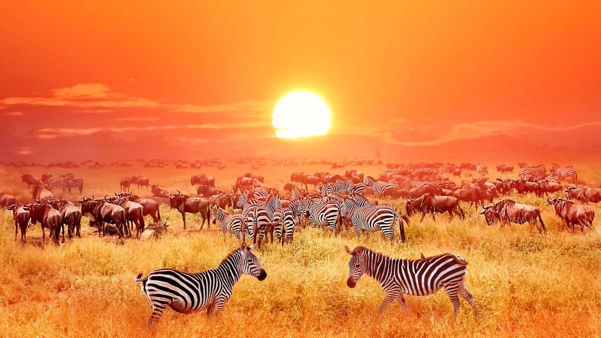 East Africa is a great region to visit. Home to the biggest wildlife areas, beautiful beaches and so much more to see. 

We have prepared a list of things to do, visit tembeanyumbani.visiteastafrica.net to learn more. 

 #VisitEastAfrica #TembeaNyumbani #FeeltheVibe