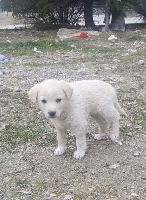 masum_gozler's tweet photo. ‼️‼️‼️‼️YUVA‼️‼️‼️‼️

Bu yavrular 1.5 aylıklar.
Anneleri artık emzirmiyor.
Kuru mama yemeye başladılar.
Yetişkin olduklarında 20-25 kg civarında olacaklarını tahmin ediyorum (anne ve babayı biliyorum)

Sokakta telef olmasınlar, yuva olur musunuz?

@Qalkilya https://t.co/9KN1yVby5S