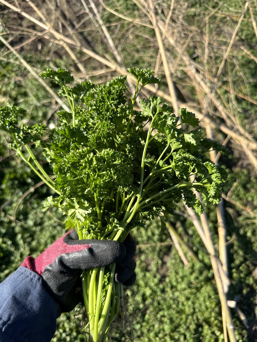 筋肉満開花蘇芳みかん/れいん tweet media