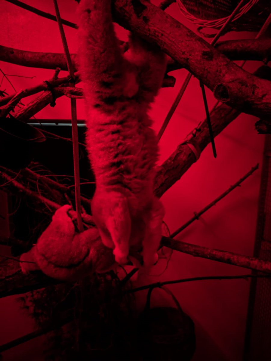 PCS Ali took these of Axl Rose feeding upside down :) As Bengal slow loris are nocturnal, darkened enclosures indoor & outdoors simulates their 'waking' time, & we switch the light on at night so they go to sleep. This means we can watch their amazing behaviour during the day!