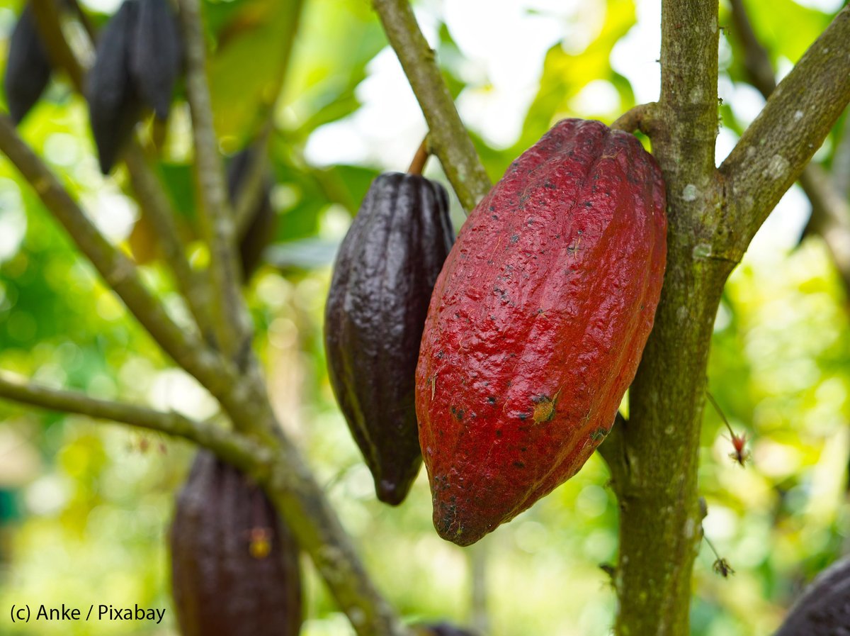 iDiv Biodiversity Research (@idiv) on Twitter photo Foods such as cocoa would not exist without the various services nature provides (e.g. pollination). A new approach has been developed to quantify the dependency of international #trade and #Nature’s contributions to people: idiv.de/en/news/news_s… <a href="/UFZ_de/">UFZ</a> <a href="/UniJena/">Universität Jena</a> <a href="/ap_s_marques/">Alexandra Marques</a> Foods such as cocoa would not exist without the various services nature provides (e.g. pollination). A new approach has been developed to quantify the dependency of international #trade and #Nature’s contributions to people: idiv.de/en/news/news_s… <a href="/UFZ_de/">UFZ</a> <a href="/UniJena/">Universität Jena</a> <a href="/ap_s_marques/">Alexandra Marques</a>