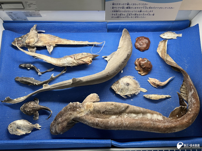 メンダコページ NAMIKO | . メンダコ。 初めて生メンダコを沼津港深海水族館で