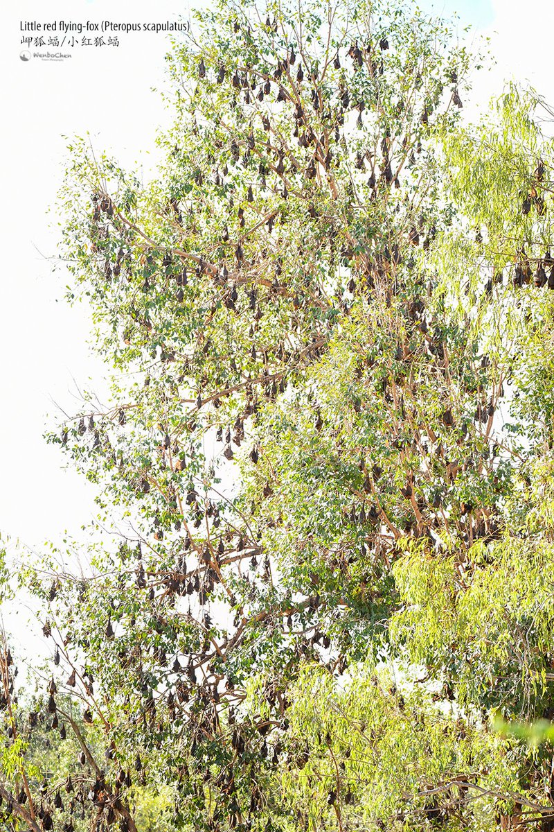 Wenbo77's tweet image. The little red flying-fox (Pteropus scapulatus) colony, Northern Territory, Australia.
#faunaofaustralia #bat #flyingfox #澳洲动物 #狐蝠 #小红狐蝠