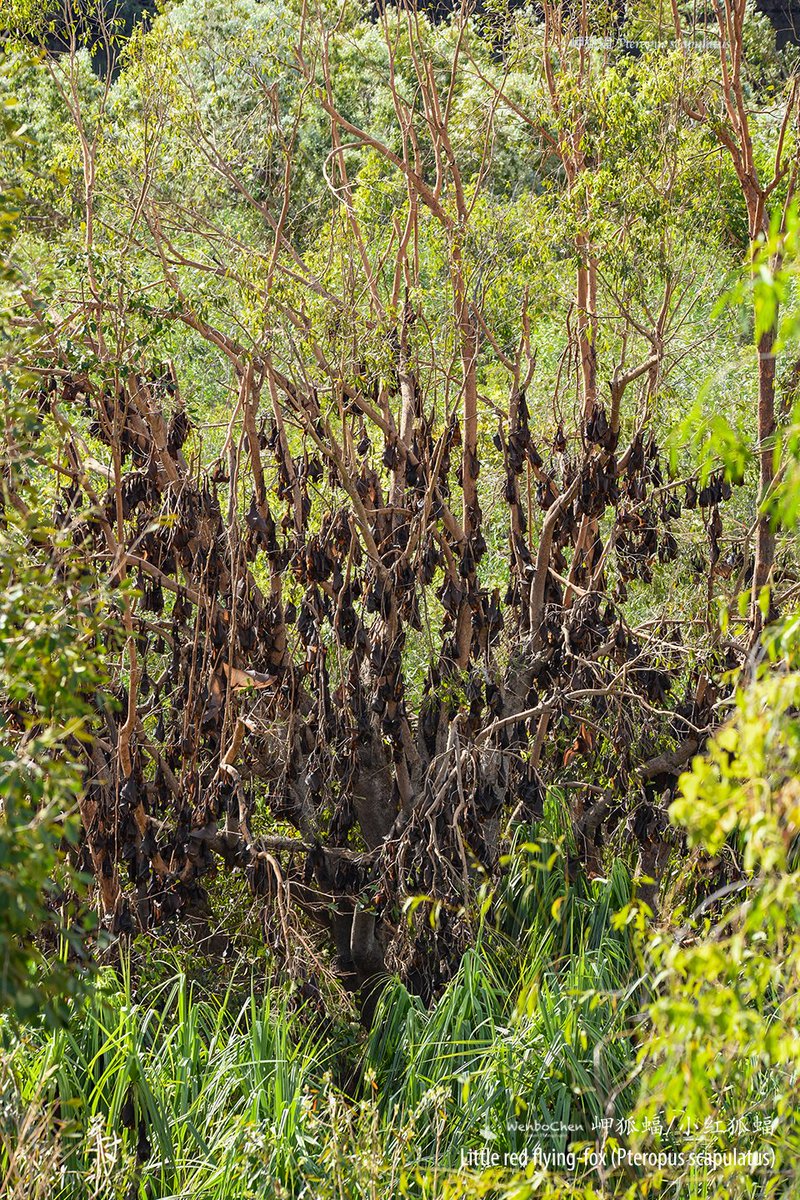 Wenbo77's tweet image. The little red flying-fox (Pteropus scapulatus) colony, Northern Territory, Australia.
#faunaofaustralia #bat #flyingfox #澳洲动物 #狐蝠 #小红狐蝠