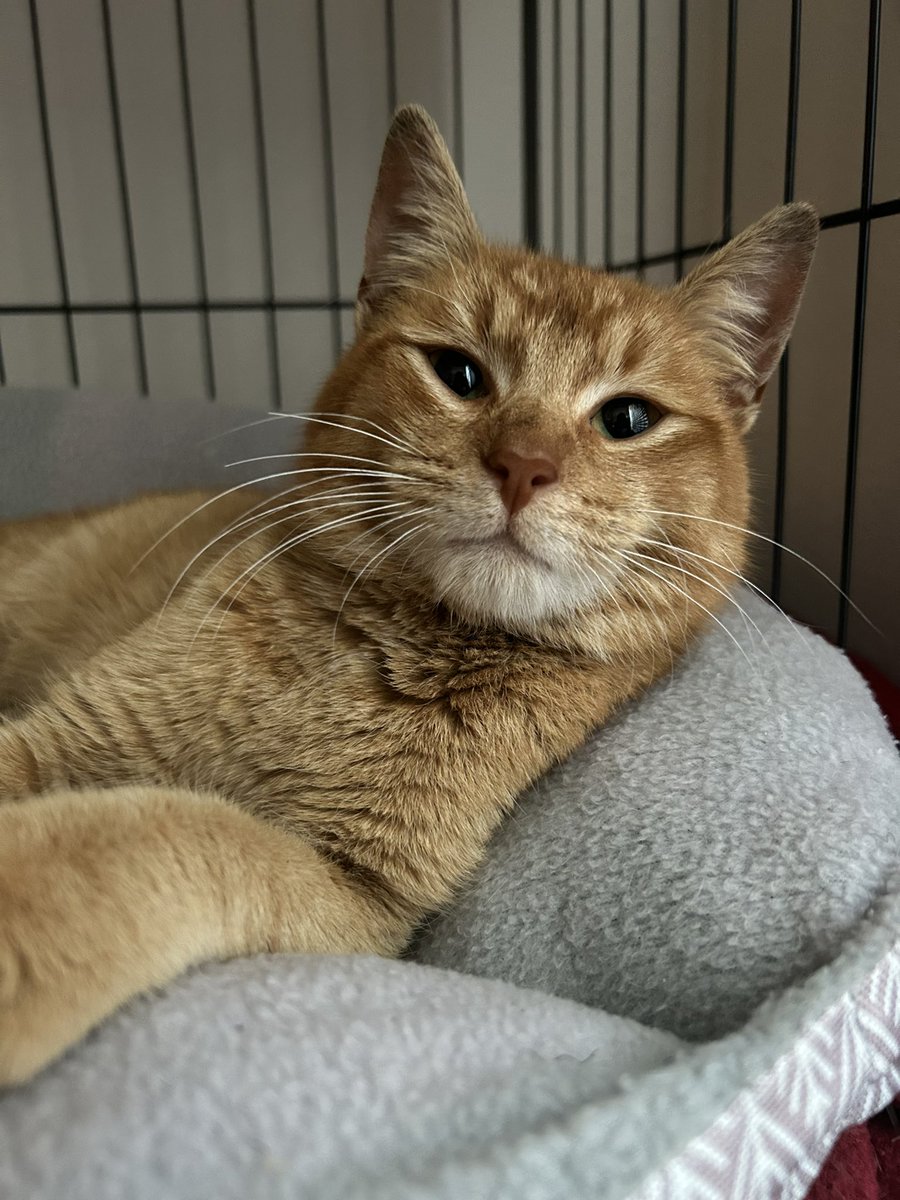 Casperandfurryfriends tweet media