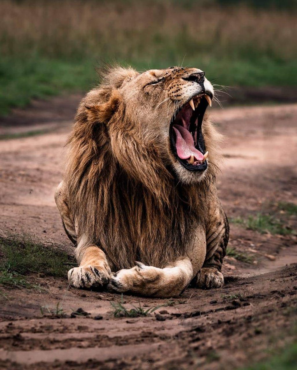 book a safari with us budgtholidaysafaris@gmail.com
and visit kenya destinations