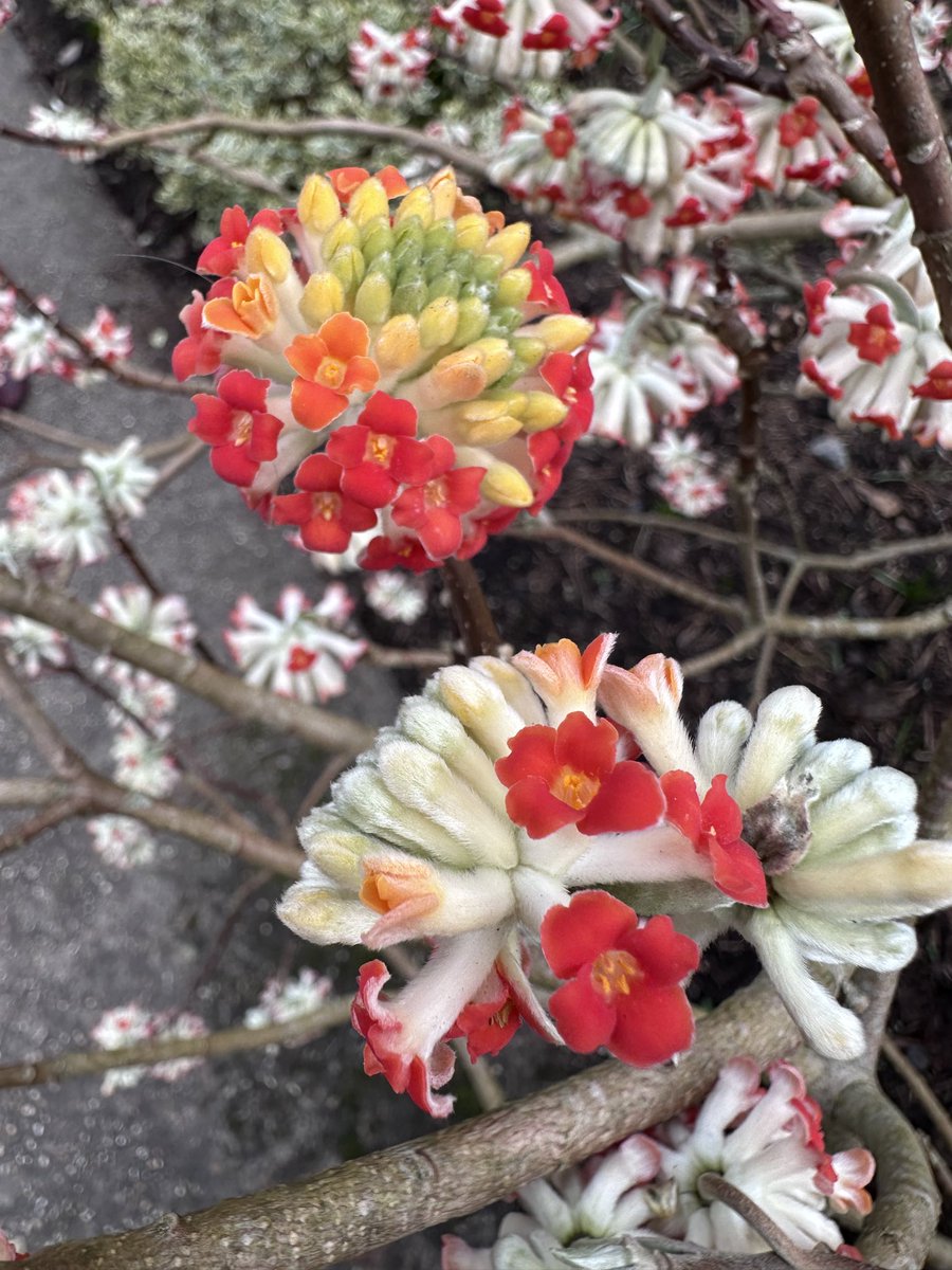 Edgeworthia Red Dragon is just starting to flower at @RHSWisley #flowersonFriday, It looks like it might be a dry morning so I am going for a quick walk there before it starts raining again and before it closes for the whole weekend because of the bl*&%y roadworks!