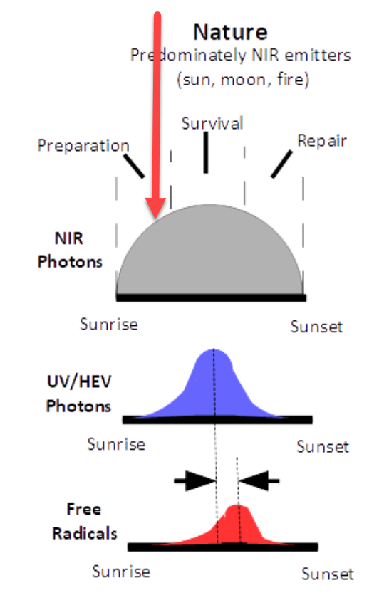 RogerSeheult's tweet photo. Notice that early in the day (red arrow) there is more NIR than UV light.  Perhaps to condition your skin against the onslaught of UV.  

We now have evidence that this is happening:
Thanks to @phdadams for forwarding this article to me.
https://t.co/rduOpjm3i9 https://t.co/SUdtXGBvxp