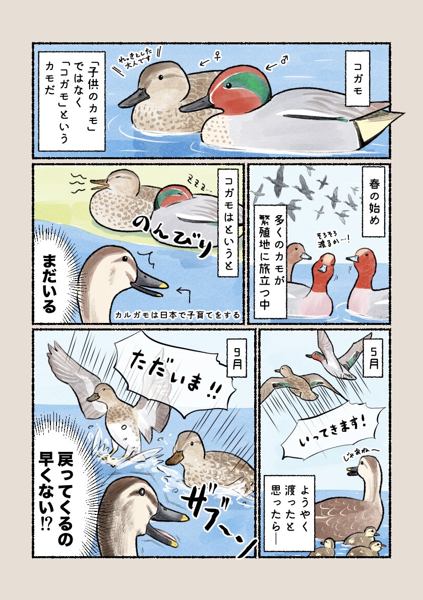 意外と知らない鳥の生活 「もしや日本好き!?コガモの渡り」 他の渡り鳥と比べて日本の滞在時間が長いコガモ。居心地がいいのでしょうか?