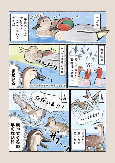 意外と知らない鳥の生活 「もしや日本好き!?コガモの渡り」 他の渡り鳥と比べて日本の滞在時間が長いコガモ。居心地がいいのでしょうか?