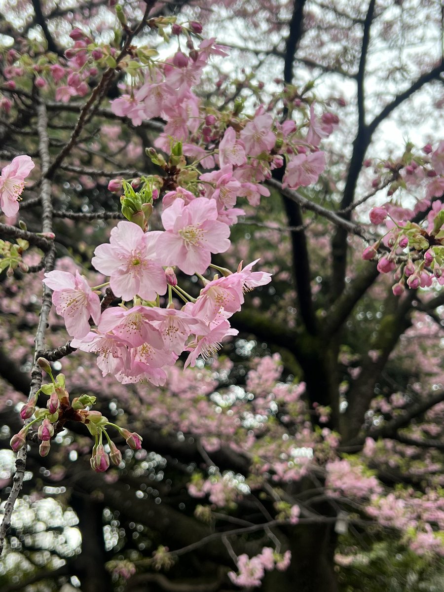 今日までかな？ 写真はこの間、あさんぽした時のやつ。 #朝活 #日本武道館 #SUPERBEAVER #河津桜