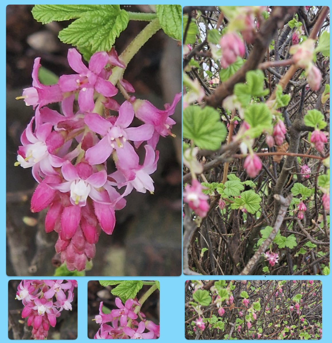 #GoodMorningEveryone   #HappyFriday   An unbelievably quick week. Lovely to see the Redcurrant blossoming again   #PinkFriday  #FridayFun  #FiveOnFriday  #FlowersOfTwitter