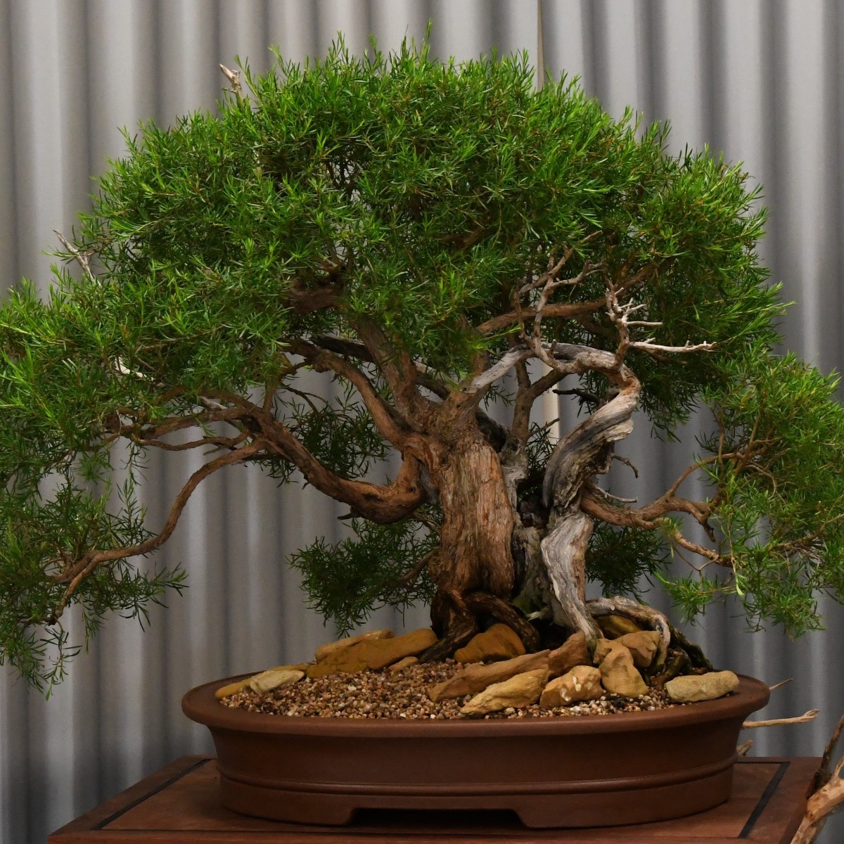 Looking for something to do this weekend? The Australian Plants as Bonsai exhibition is back at the Gardens, presented by the Canberra Bonsai Society 🌳 👉Crosbie Morrison Building 📆Sat 24 - Sun 25 Feb 2024 💲Adults $5, conc $3, under 12s free. 🎫 Available at the door