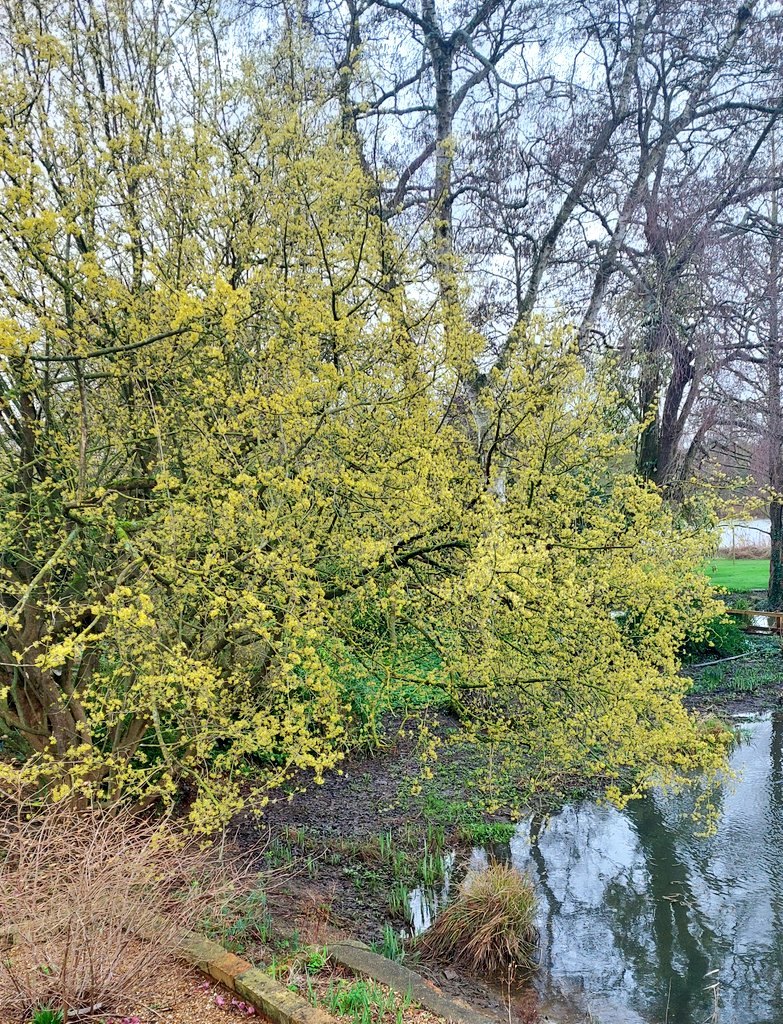 PlantPref's tweet photo. I'm back @FullersMill today with a selection of plants for sale. The weather looks much better than Wednesday! Lots to see in the garden including this huge Cornus mas.
#peatfree #plantsforsale #opengarden #cornus #cornusmas https://t.co/iRVZfnHEu2