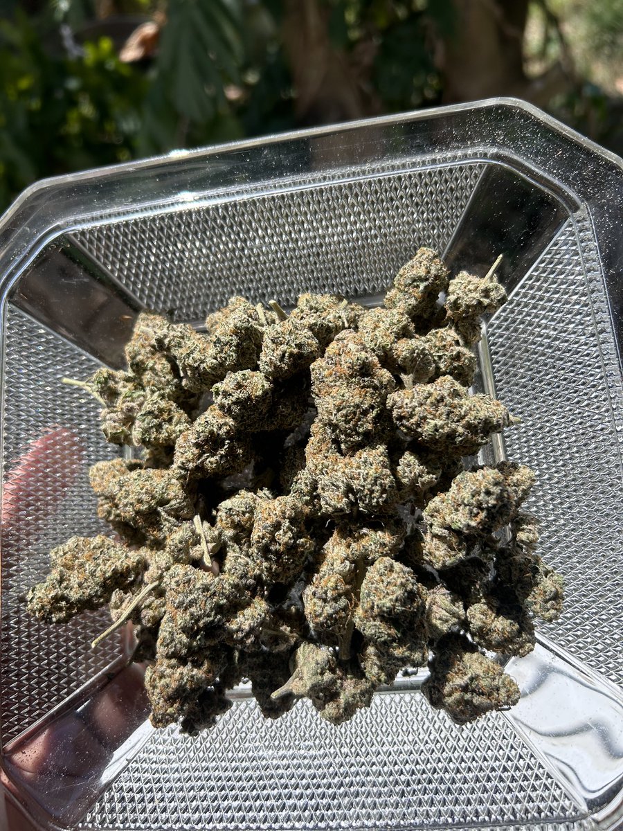 BAIPHO420's tweet photo. 💥JEALOUSY RUNTZ 💥 สนใจ DM ผลผลิตจากค่าย ‼️LIT FARM ‼️ https://t.co/T9ElRe3eWD ✅ #cannabisgrower #cannabisculture #กัญชา #กัญชาOg #กัญชากทม #กัญชา #กัญชาชลบุรี #กัญชาพัทยา #ใบทริม #พันลำกัญชา #ปลูกกัญชา #กัญชาไฟฟ้า #กัญชาโอจี https://t.co/iwB4ftHYnj