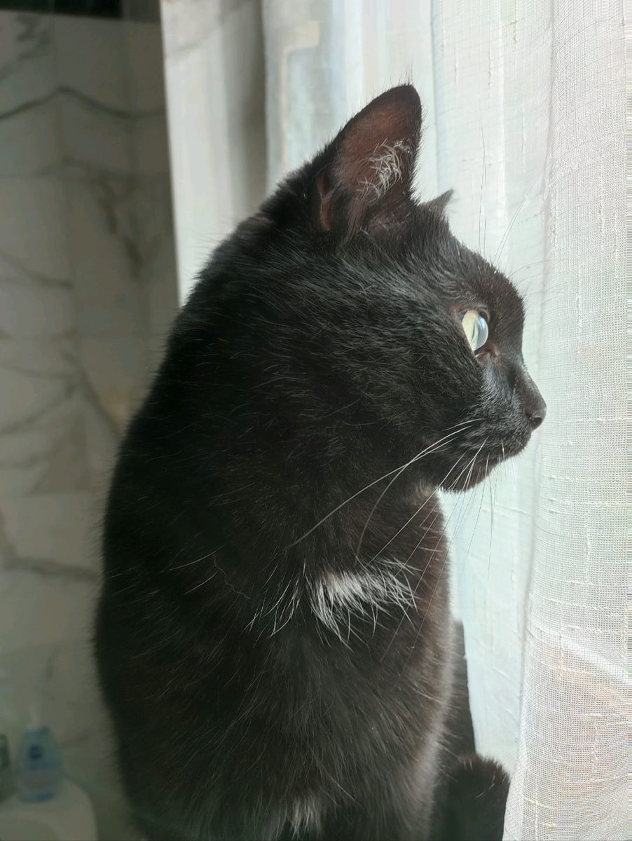 Ieri ci ha lasciato uno dei mici storici dell'associazione, un micio forte bello dolce,anni fa' era arrivato a Torino direttamente in aereo e ha passato degli anni fantastici grazie all'amore di Lidia.Ieri Zorro ci ha lasciato,buon viaggio piccolo rimarrai per sempre nei nostri❤️