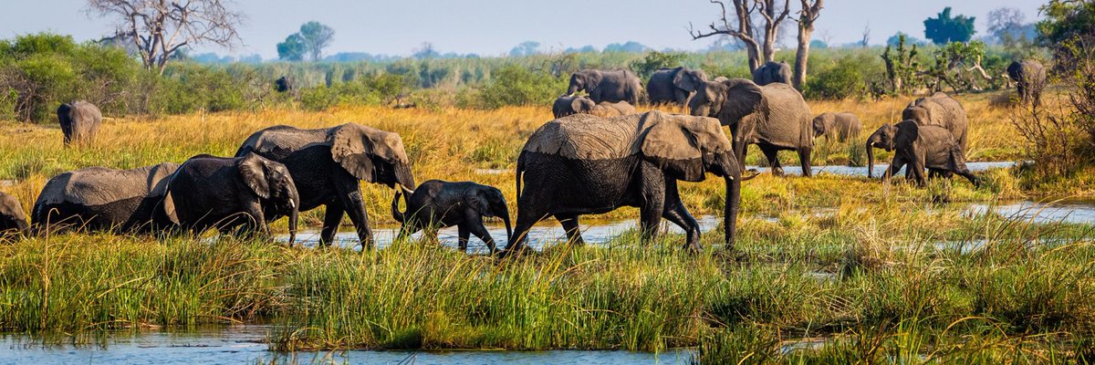 CitysFElephants's tweet photo. โฅ๏ธEvery day is my
๐ #WorldElephantDay
๐ #2024YearOfTheElephant
๐ #ElephantTwitter #ElephantX
๐ #LetAfricaLive ๐
๐ธ credit to the photographer https://t.co/aD0XWFtItn