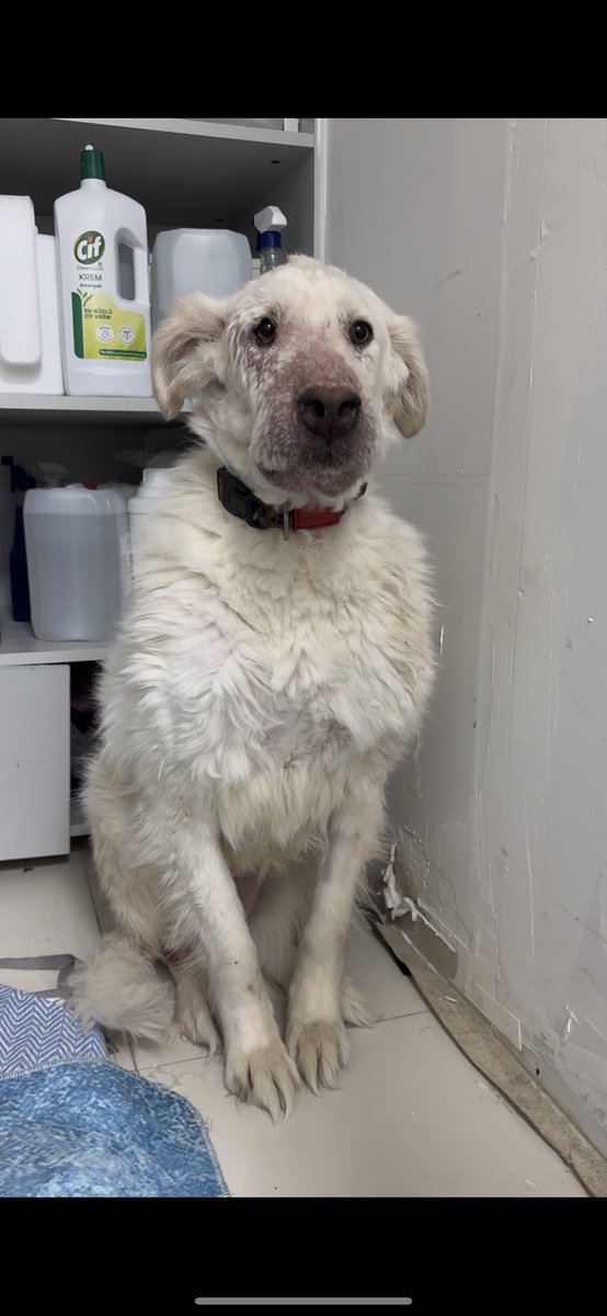 Güzel cumalar
Ben Ayşegül
Benim yüzüme ya asit attılar ya da yaktılar. Doktorlar öyle dedi. Çok dayak yedim. Şimdi tedavideyim, iyiyim.
Sizleri görünce korkudan tir tir titriyorum hala.
Eros için benim gibiler için susmayın. Paylaşım yapmayı bırakmayın.