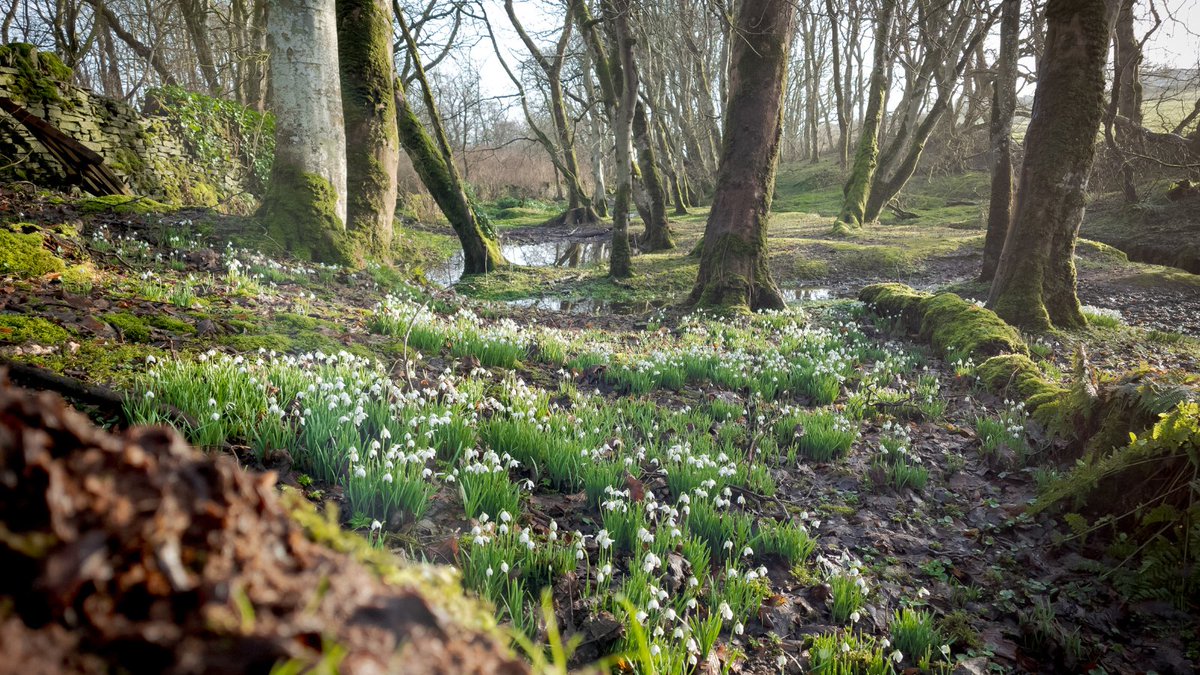 There's a sense of spring in the air across #Orkney 🌱 These snowdrops at Binscarth Woods are a sure sign that the seasons are set to change 🤍 #VisitOrkney #ScotlandIsCalling