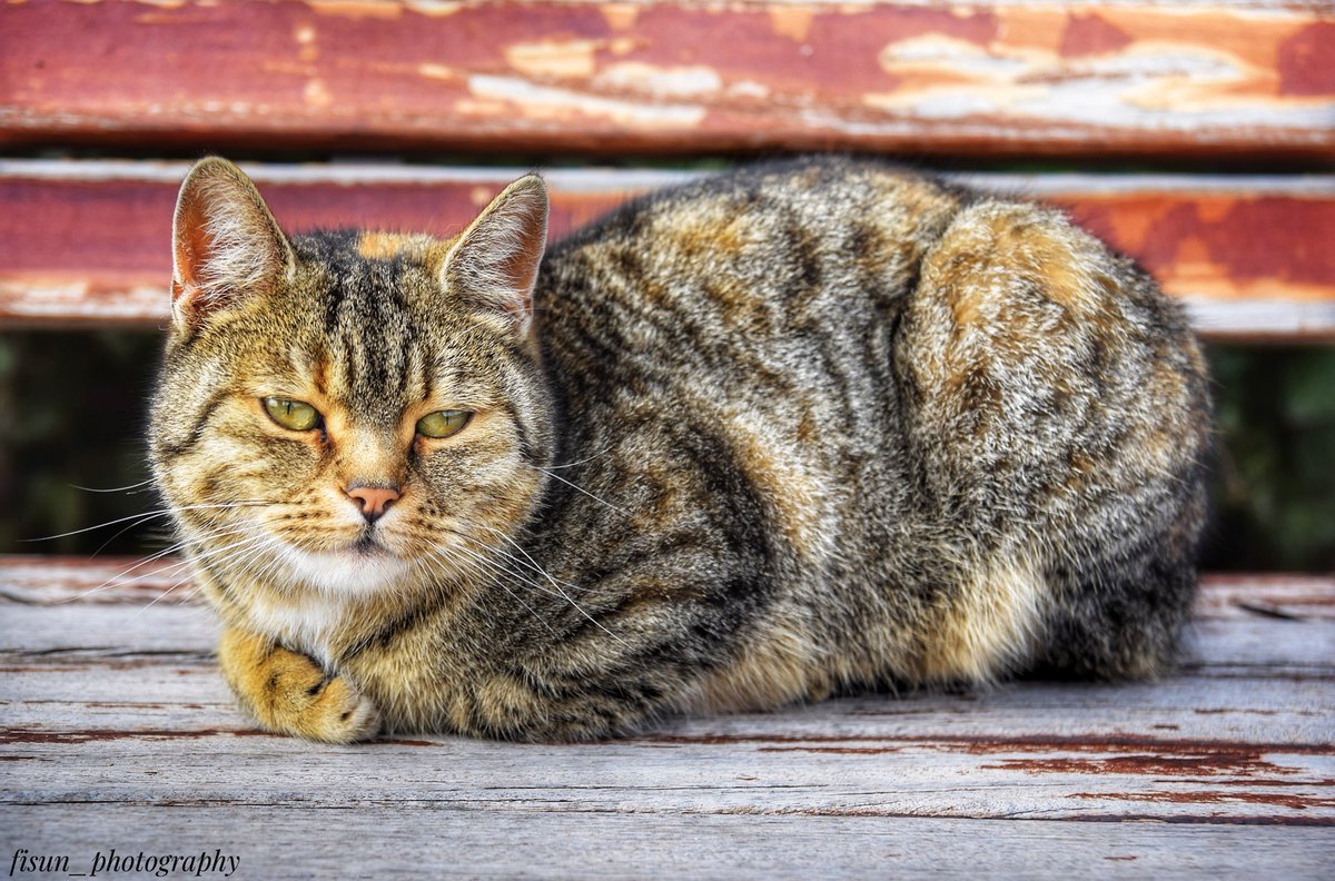 #photo #photography #foto #cats #lovelyfriends #GoodMorningEveryone
#Günaydın